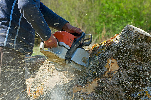 Best Tree and Shrub Care  in Dix Hills, NY
